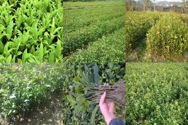 桂花树上结的小果子是什么1683765724678