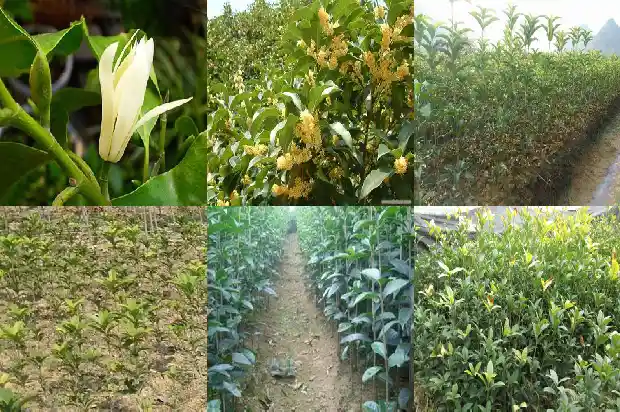 桂花树上长的果子是什么果?1683765760862