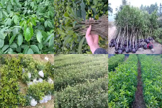 移栽桂花树的最佳温度是多少1688948372940
