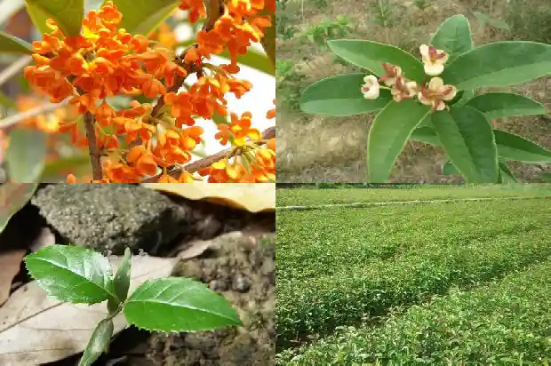 桂花树结的果是什么中药1683765791282