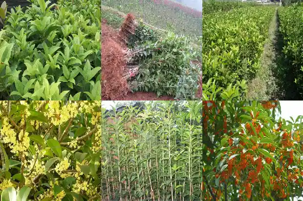 桂花树结的果是什么样子的1683765818923