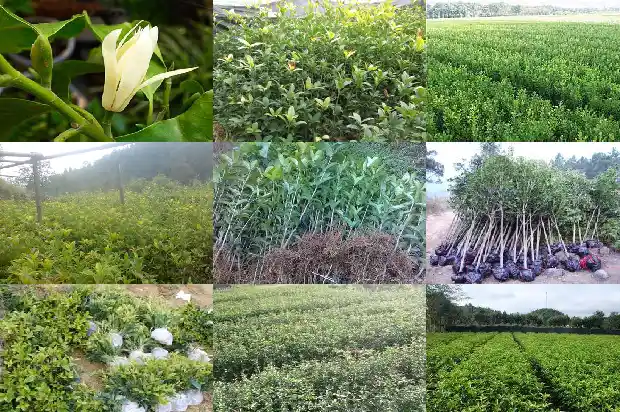 八月桂花结果是什么意思1683765882524