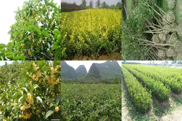 阳历八月桂花开了吗1683765935845