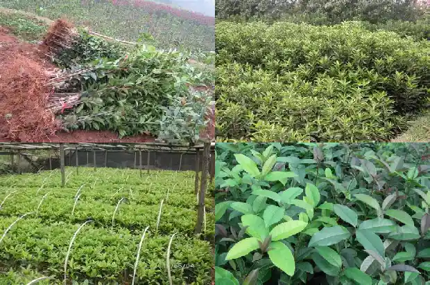阳历八月桂花开了吗1683765935893