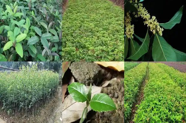 桂花树能活多久?1690849570167
