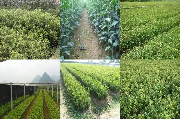 八月桂花结籽吗有毒吗1683766022919