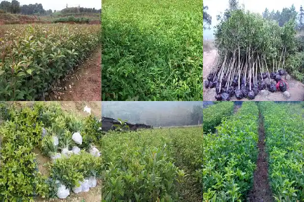 桂花结籽吗?1683766055052