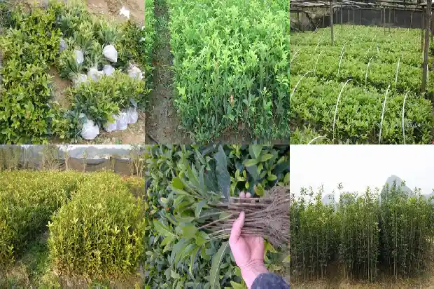桂花结籽吗?1683766055100