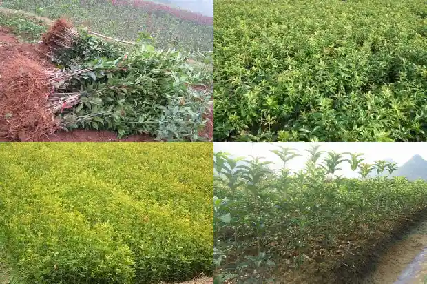 桂花结籽吗?1683766055147
