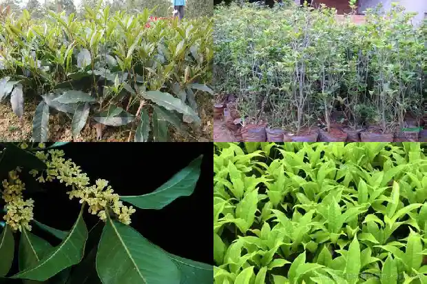 桂花什么时候结果?1683766085494