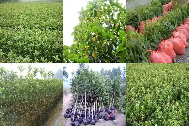 桂花树上结的果实怎么吃的1683766117824