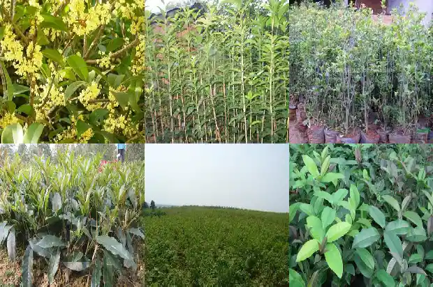 桂花树上结的果实怎么种的1683766147851