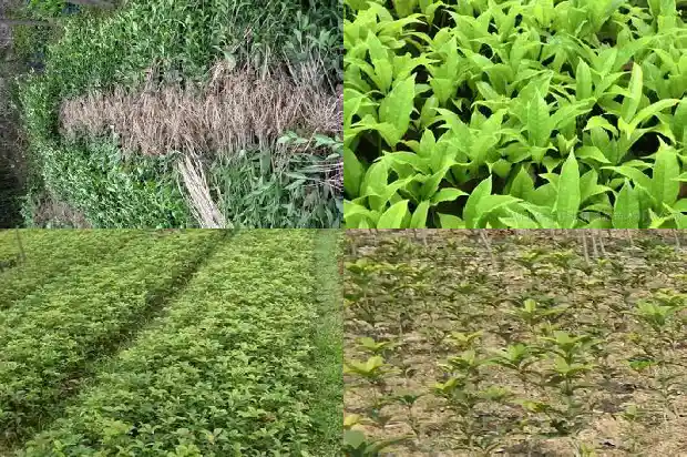 桂花树上结的果实怎么种的1683766147899