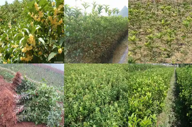 桂花树上结的果实有毒吗能吃吗1683766181662