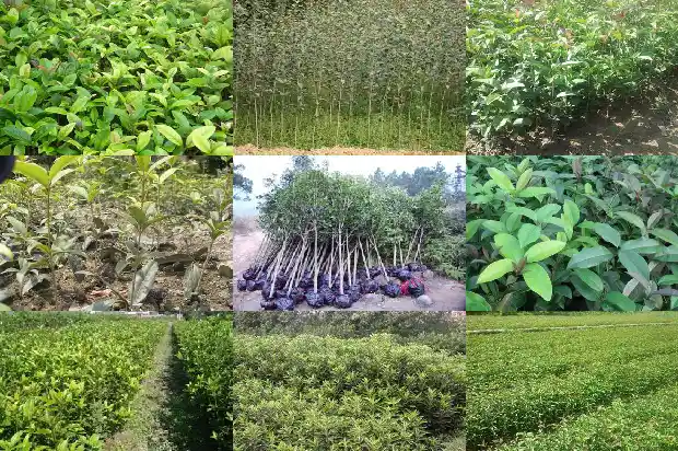 桂花树上结的果实有毒吗能吃吗1683766181755