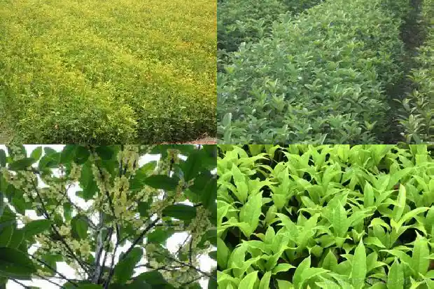 怎样栽培桂花树盆景1690417817432