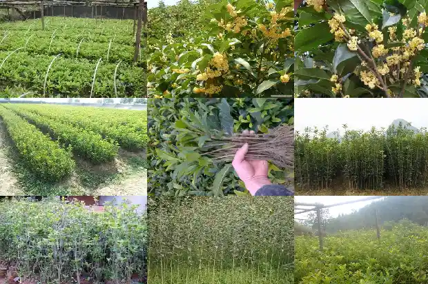 桂花的果实可以泡酒吗1683766213115