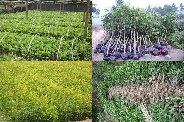 桂花的果实可以泡酒吗1683766213162