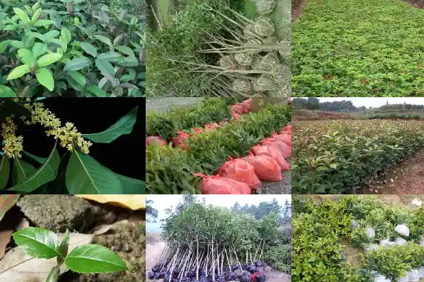 院里不能种桂花树吗1690677554957