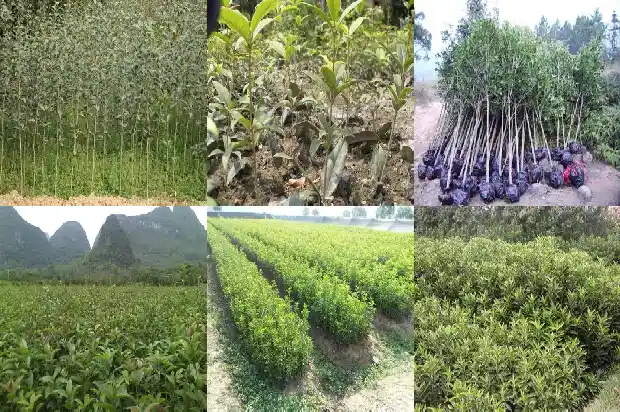 桂花树上结的果实能干什么用1683766272294