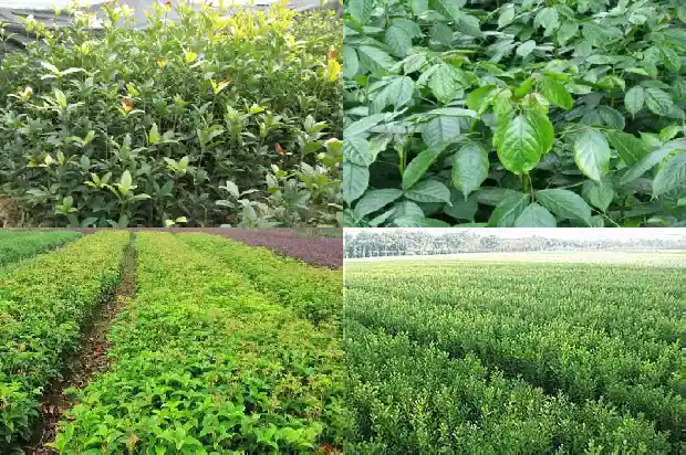 桂花树结的果能干嘛1683766298214