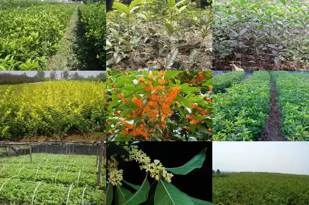 红桂花树的价格是多少钱一棵呢1690418585095