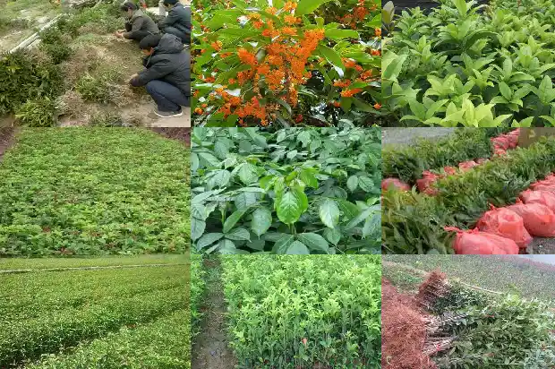 桂花树结的什么果果多1683766322115