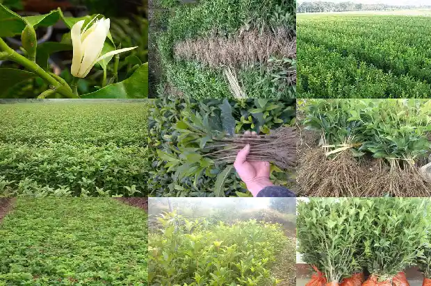 桂花树结出的果实是什么1683766352595