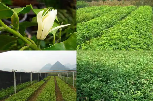 桂花树结出的果实是什么1683766352643