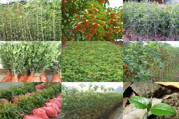桂花树结出的果实是什么1683766352690
