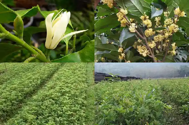桂花树什么时候能开花1683766388069