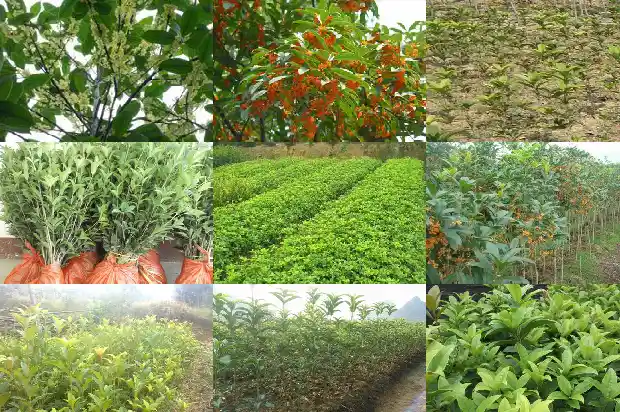 桂花树什么时候能开花1683766388117