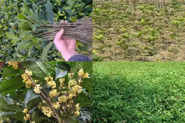 怎样辨别桂花树的真假1688429865859