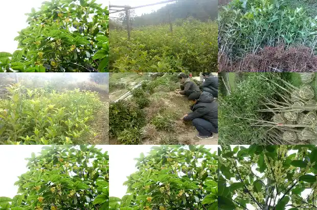 桂花树结的什么果子能吃呢1683766418374