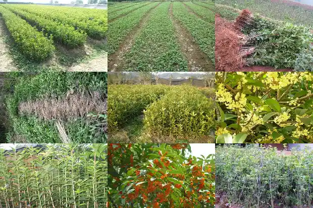 桂花树上结的果子能吃吗怎么吃1683766446416
