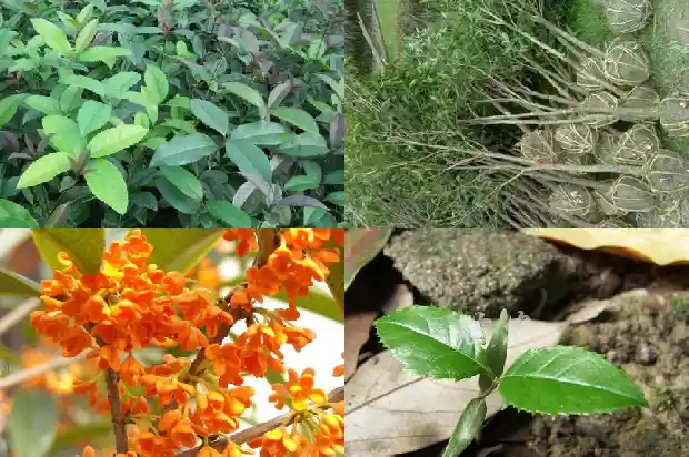 桂花树上结的果子能吃吗怎么吃1683766446464