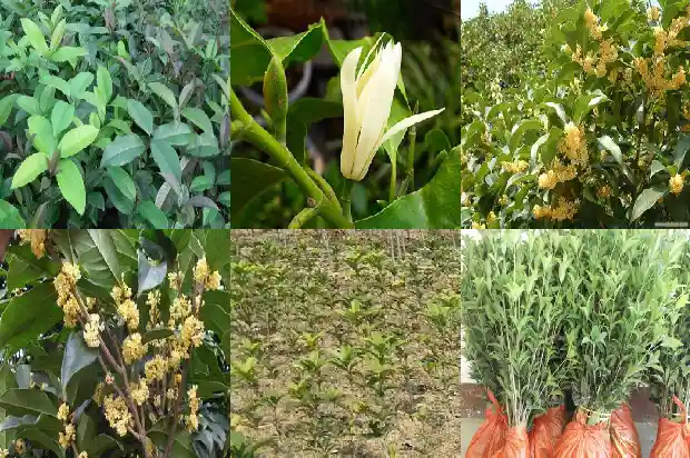 八月桂花树怎么卖的贵一点呢1683766513477
