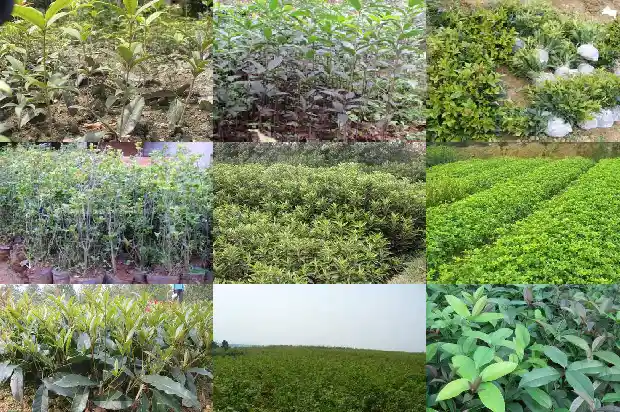 八月桂花的作用及用途?1689313320397