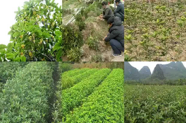 嫁接桂花多长时间开花啊1688792863948