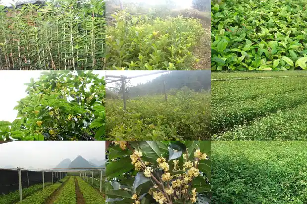 八月桂花香的剧情介绍1683766571876