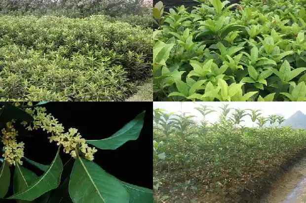 八月桂花香的剧情介绍1683766571924