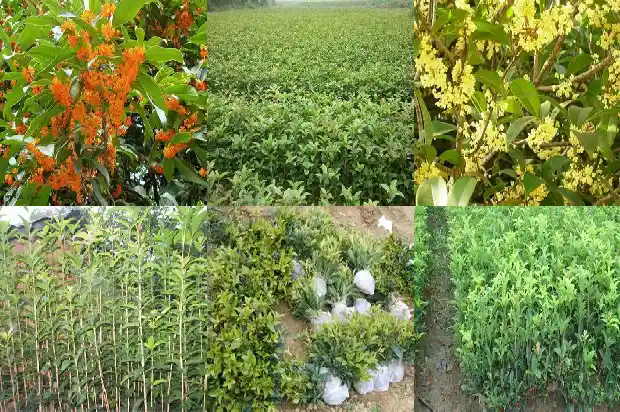 八月桂花凯剧情介绍1683766596033
