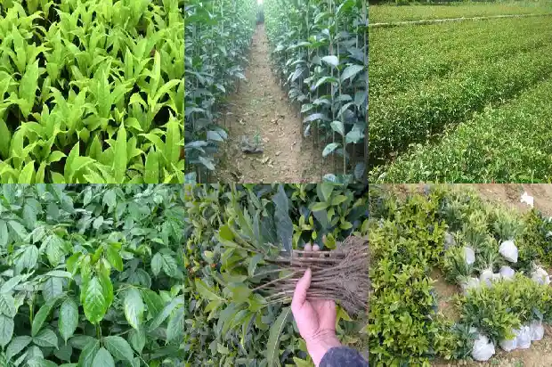 八月桂花凯剧情介绍1683766596129