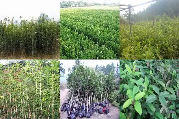 八月桂花香是哪年的电视剧1683766680047