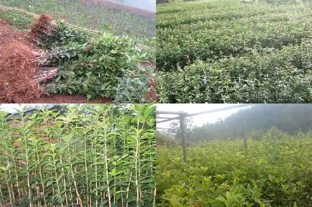 八月桂花香是哪年的电视剧1683766680189