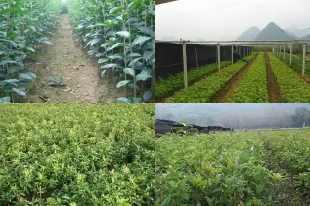 桂花很香改为夸张句怎么改1683766753589