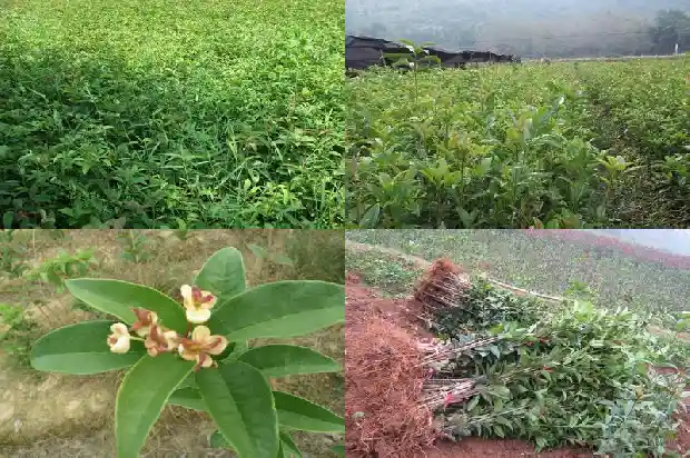 河南省哪里有卖桂花树的店1689985785992