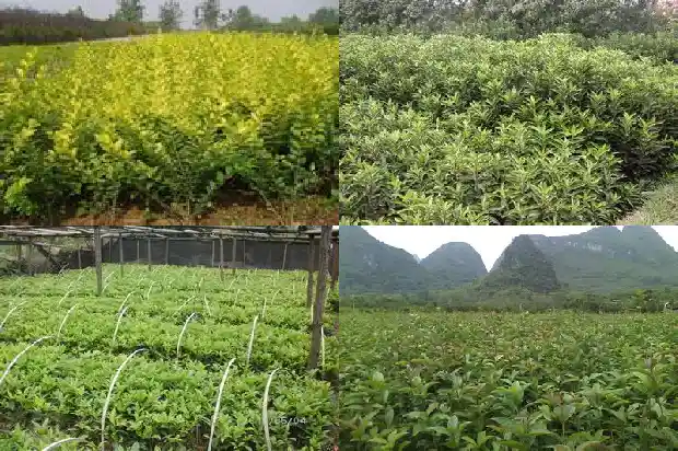 桂花很香改为夸张句怎么改1683766753733