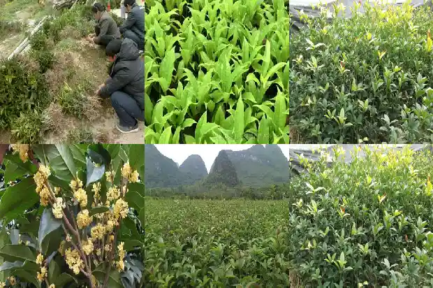 八月桂花香改为感叹句怎么改写1683766771592