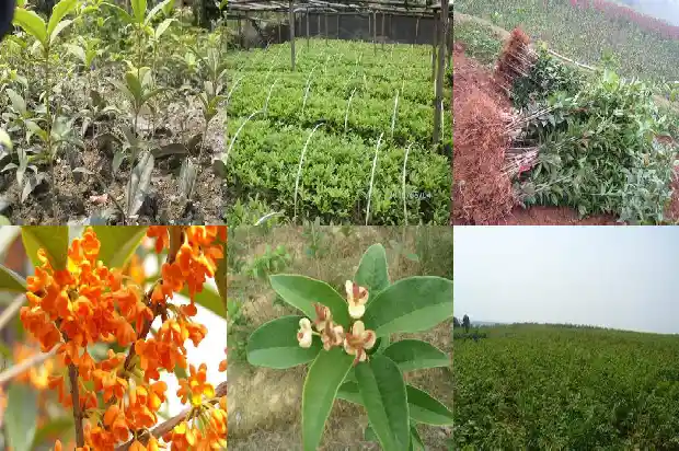 什么桂花树最贵多少钱1689899616737